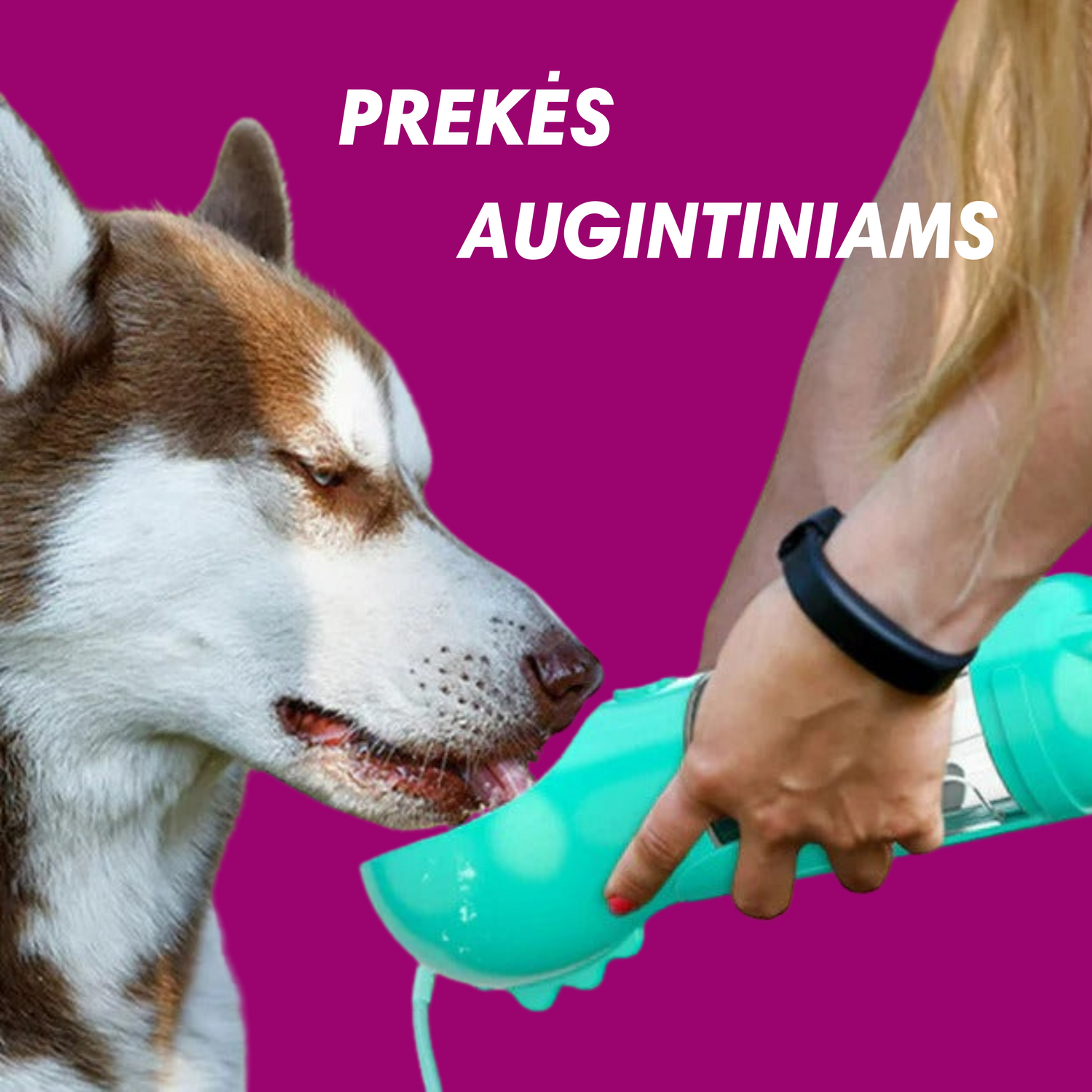 Augintiniams